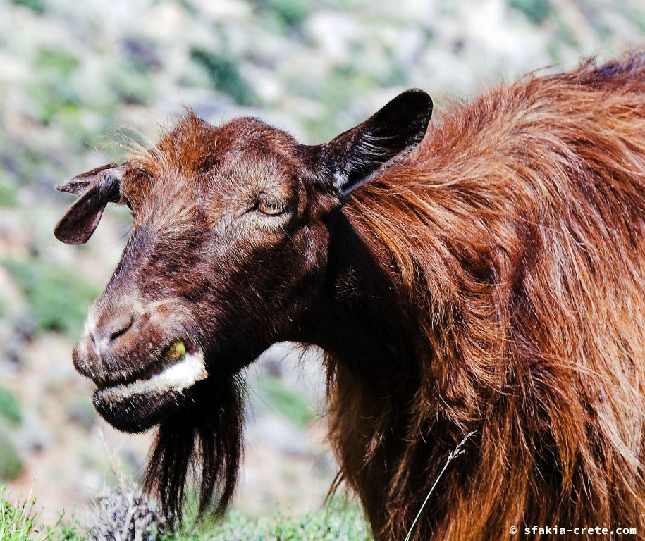 Photo report of a visit to South Crete, May 2007